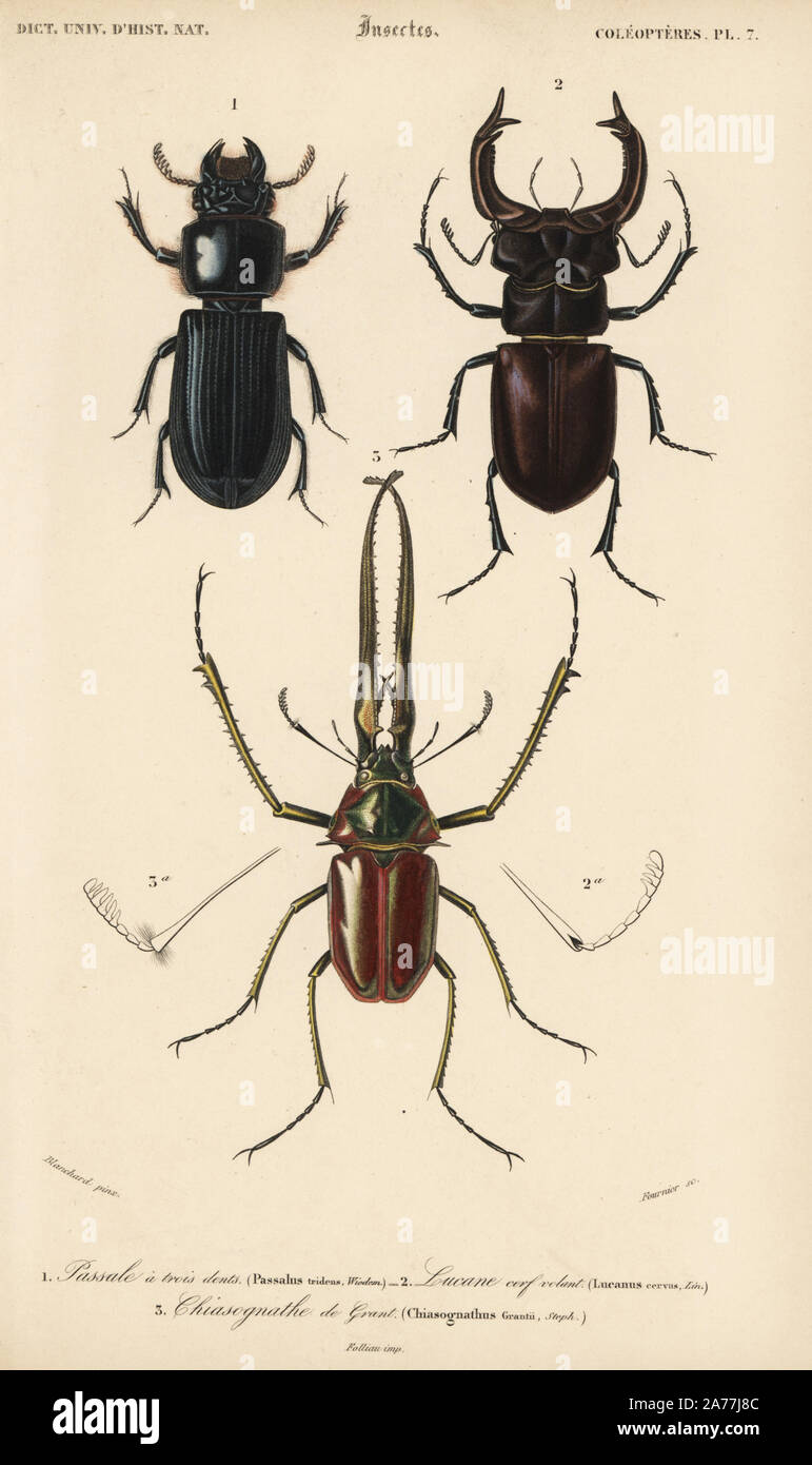 Escarabajo malayo fotografías e imágenes de alta resolución - Alamy