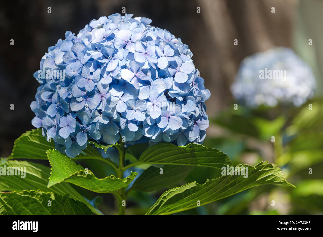 Hermoso azul hydrangea hortensia o flor de cerca, flor en florecer en  primavera. Fondo natural. Blooming Hydrangea macrophylla en el parque  Fotografía de stock - Alamy