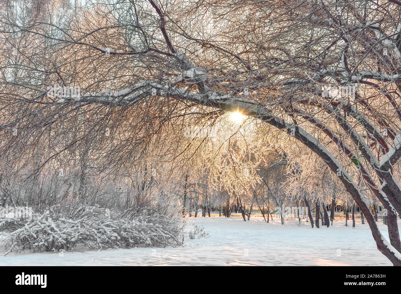Paisaje de invierno en el parque de la ciudad al amanecer - el sol brilla a través de las ramas de los árboles la escarcha cubiertos. Rosa cálido sol en nieve congelada landsc urbano Foto de stock