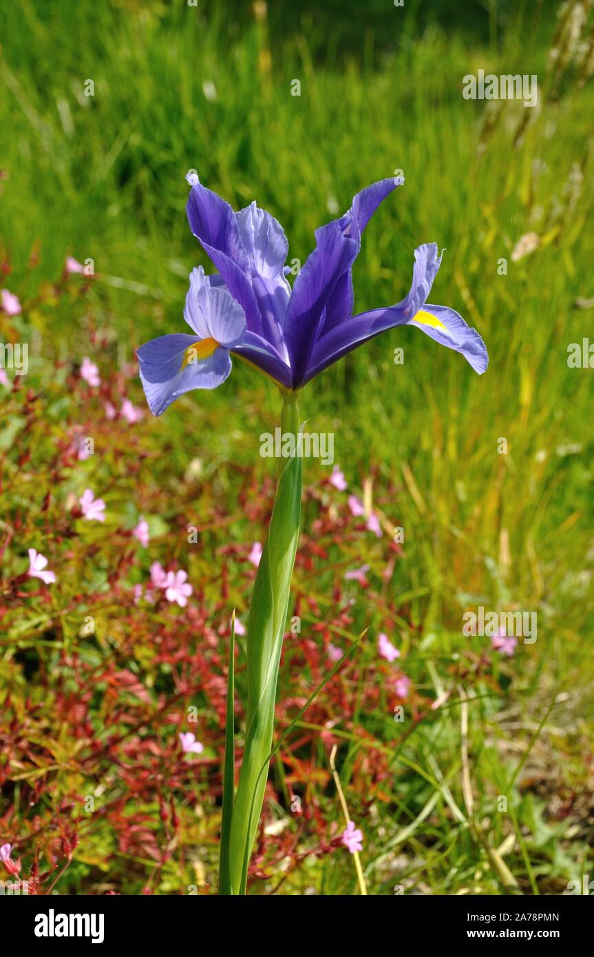 Iris en espada de hoja Foto de stock
