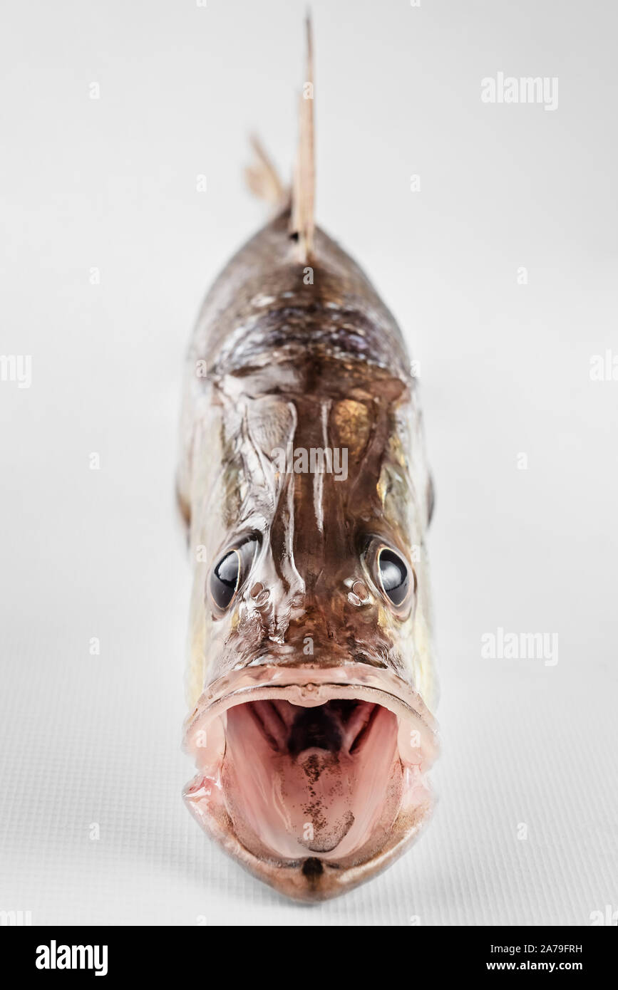 Gran Bouche pescado del mar Caribe Trinidad aislados en fondo blanco la boca abierta vista frontal Foto de stock