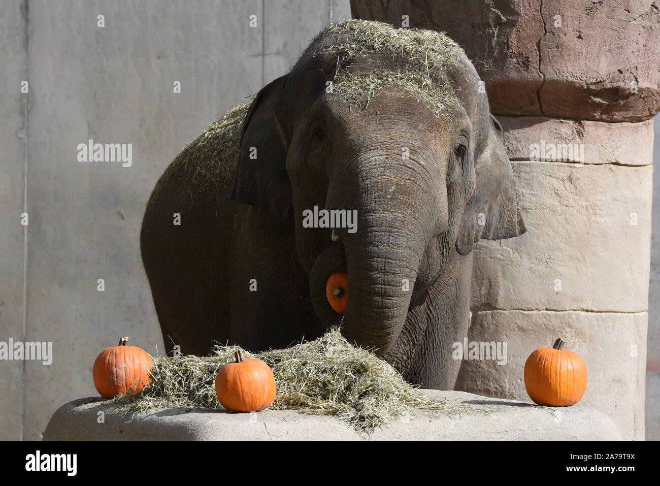 Un elefante come una calabaza durante las celebraciones de Halloween en el zoológico de Kiev, Ucrania 27 de octubre de 2020. REUTERS/Valentyn Ogirenko Fotografía de stock - Alamy Un elefante come una calabaza durante las celebraciones de Halloween en el zoológico de Kiev, Ucrania 27 de octubre de 2020. REUTERS/Valentyn Ogirenko Fotografía de stock - Alamy