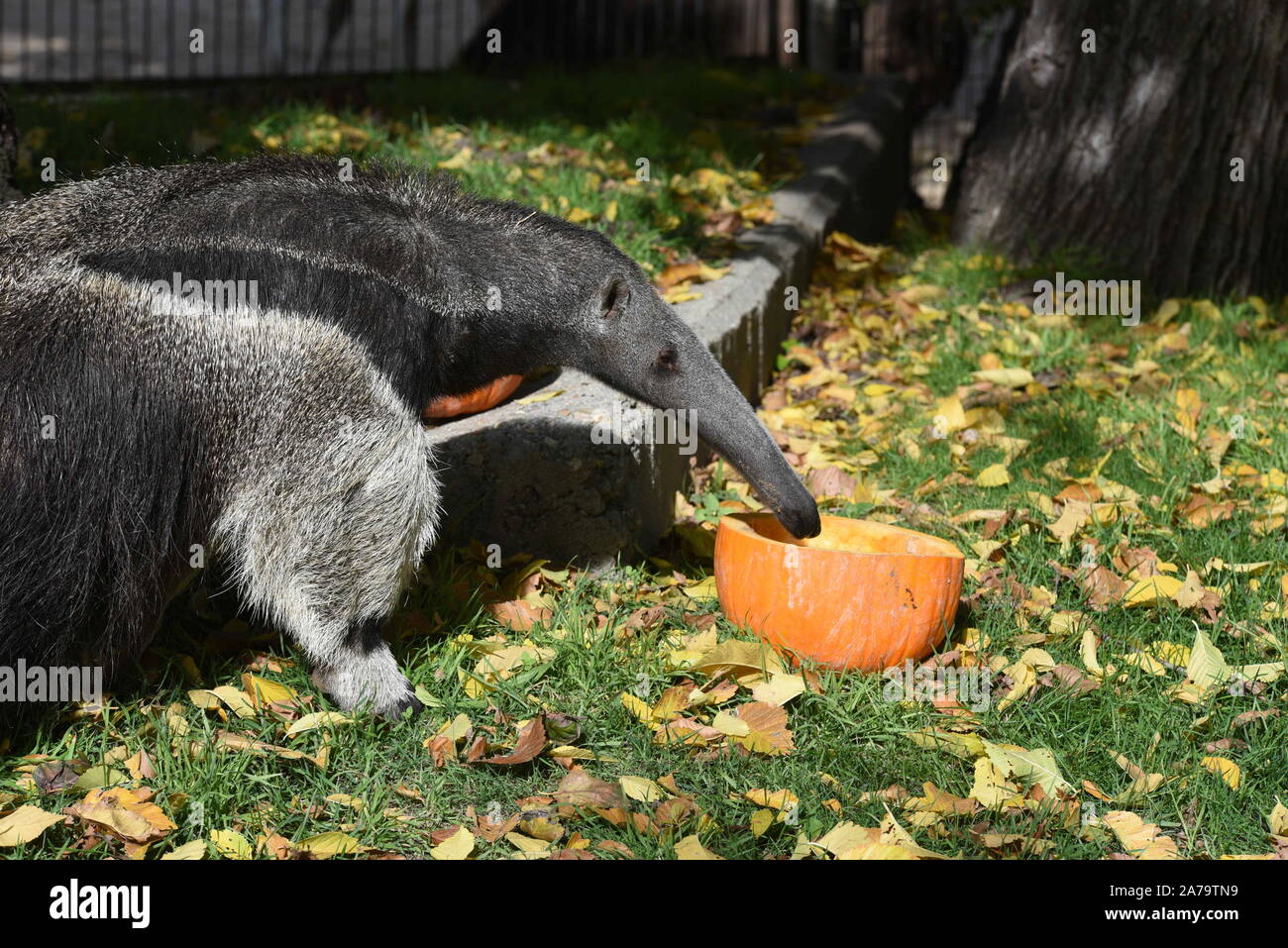 Madrid, España. 31 Oct, 2019. Un oso hormiguero se come un pap dentro de una calabaza en su receptáculo al zoo de calabazas con fruta y nueces han quedado como un Madrid, España. 31 Oct, 2019. Un oso hormiguero se come un pap dentro de una calabaza en su receptáculo al zoo de calabazas con fruta y nueces han quedado como un