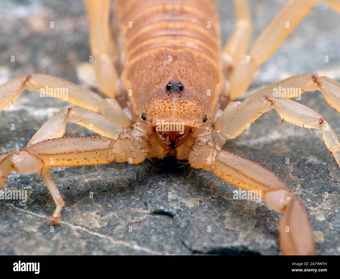 Scorpion face fotografías e imágenes de alta resolución - Alamy