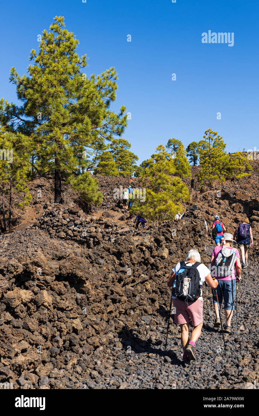 Grupo de caminantes pasando por Pinus canariensis, pinos canarios en el paisaje volcánico cerca de Arguayo, Santiago del Teide, Tenerife, Islas Canarias Foto de stock