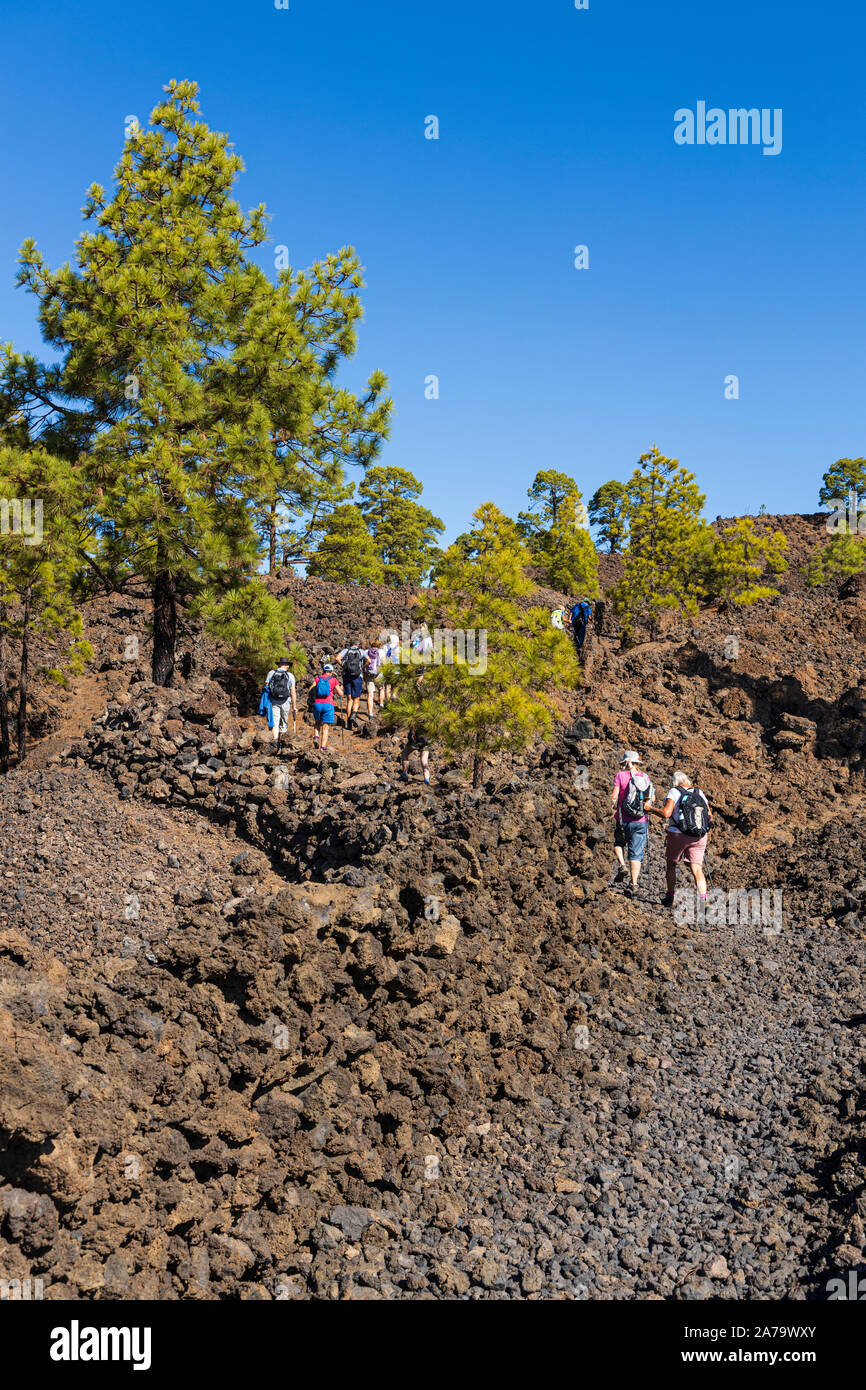 Grupo de caminantes pasando por Pinus canariensis, pinos canarios en el paisaje volcánico cerca de Arguayo, Santiago del Teide, Tenerife, Islas Canarias Foto de stock