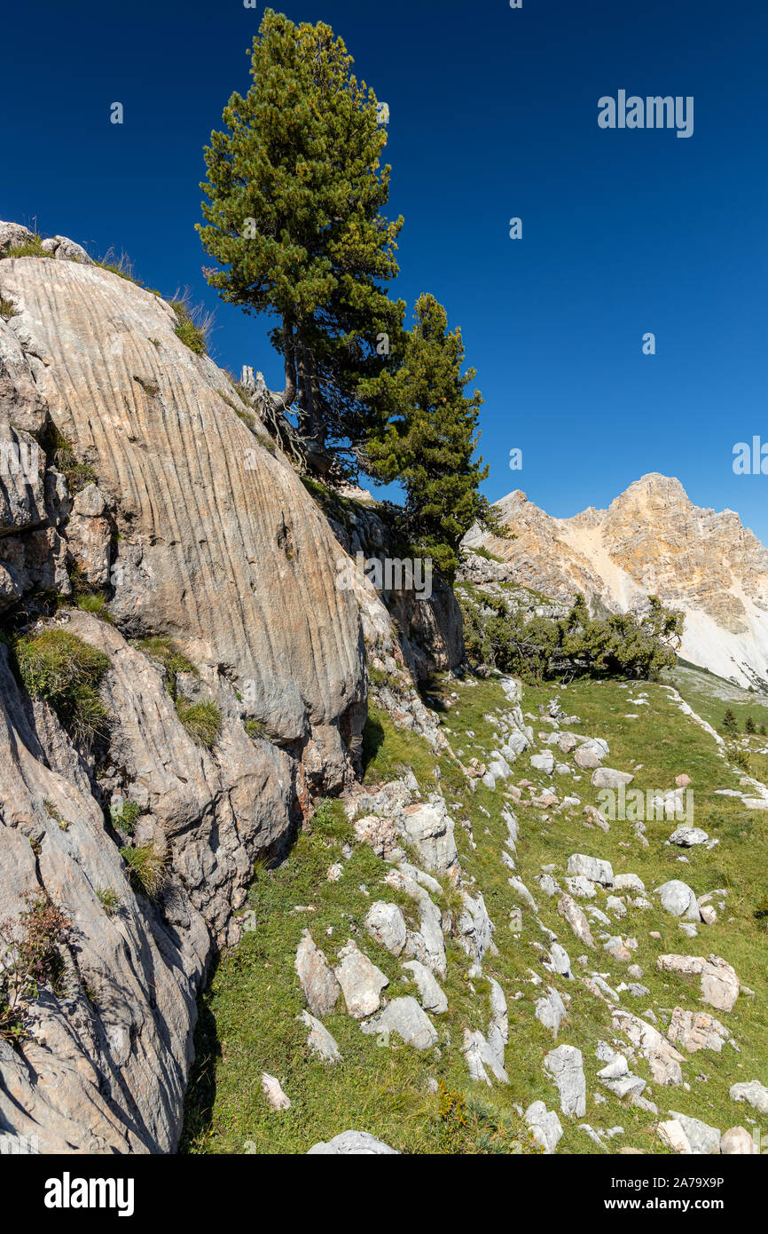 Italia / Tirol del Sur / Alto Adigio: Extrañas rocas naturales y pinos en parque nacional Fanes - Sennes - Lavarella Prags, arriba Foto de stock
