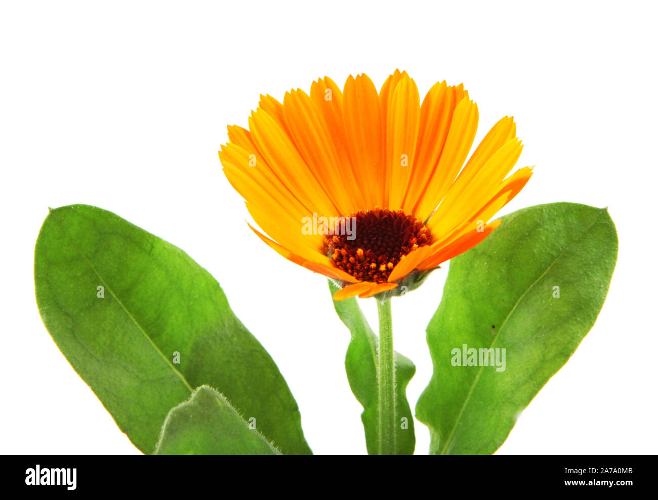 Florecimiento hermoso marigold amarillo sobre fondo blanco. Calendula officinalis Foto de stock