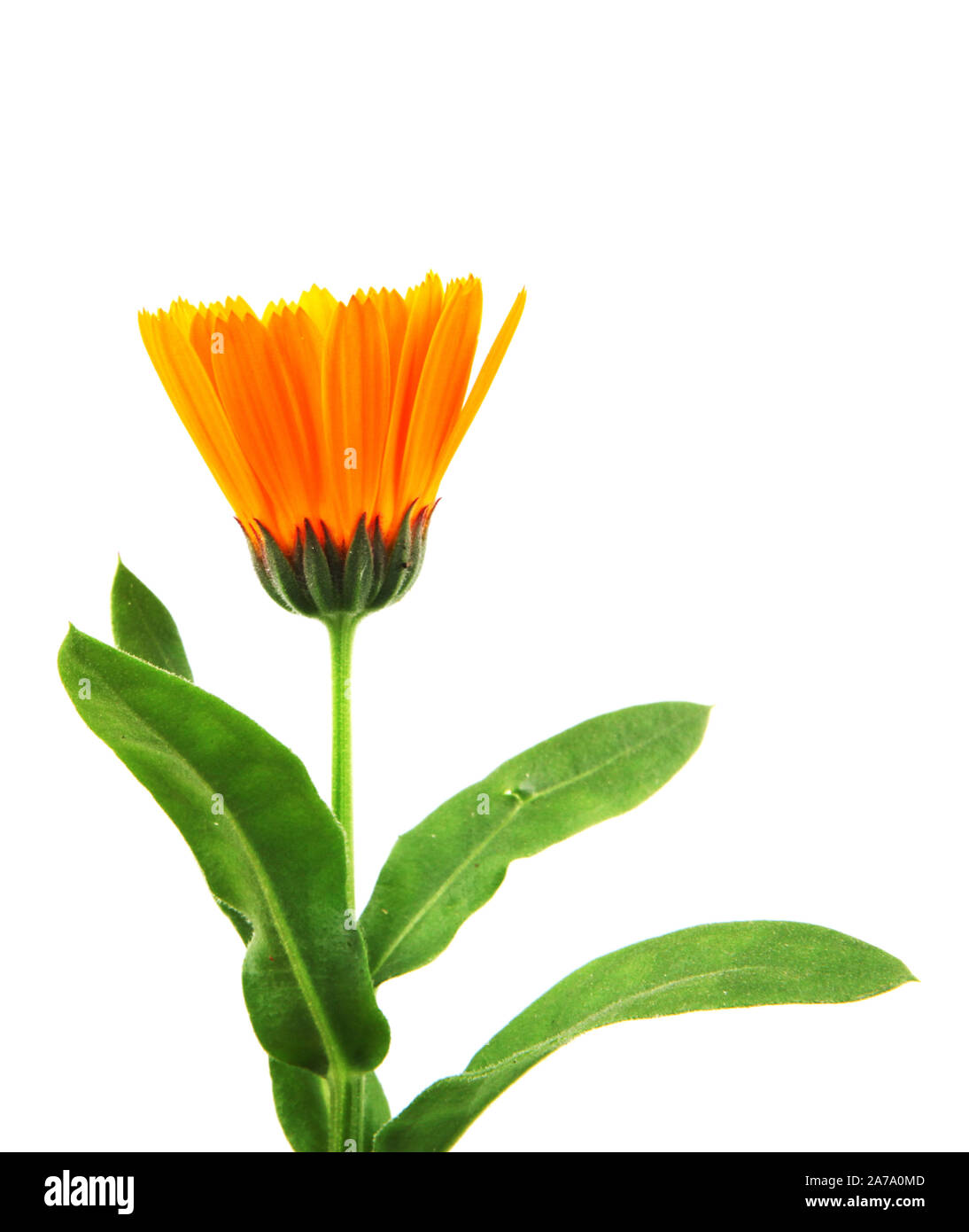 Florecimiento hermoso marigold amarillo sobre fondo blanco. Calendula officinalis Foto de stock