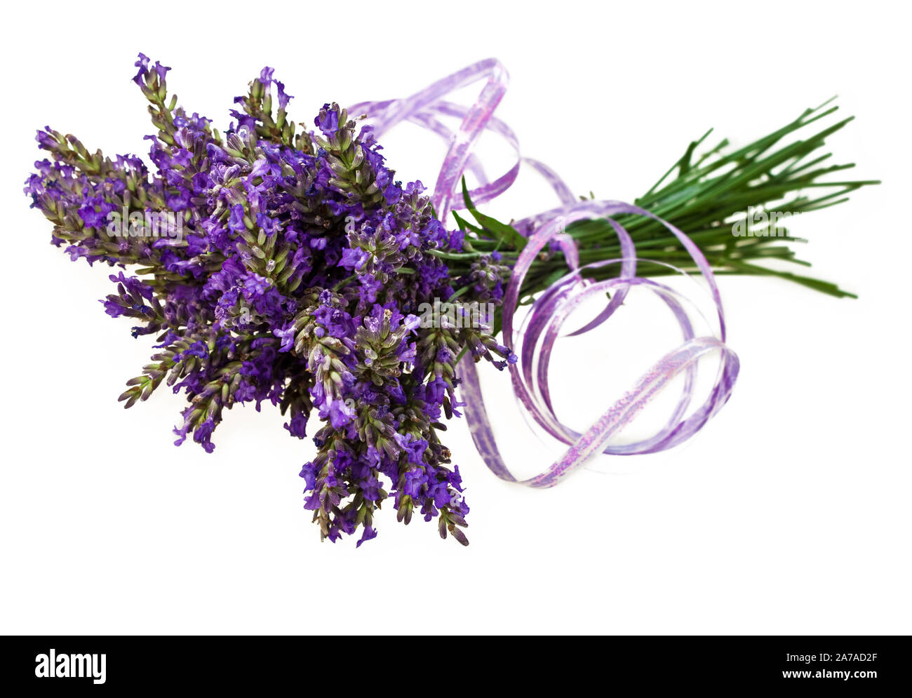 Cintura con lavanda arco sobre fondo blanco. Foto de stock