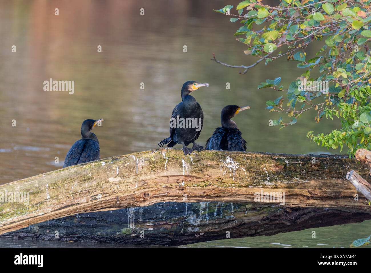 Cormoranes en el Río Támesis en Henley-on-Thames, Oxfordshire Foto de stock