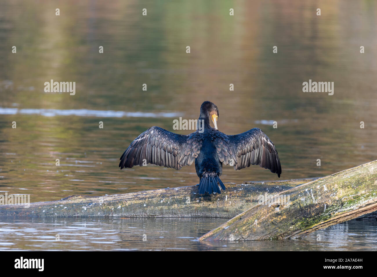 Cormoranes en el Río Támesis en Henley-on-Thames, Oxfordshire Foto de stock