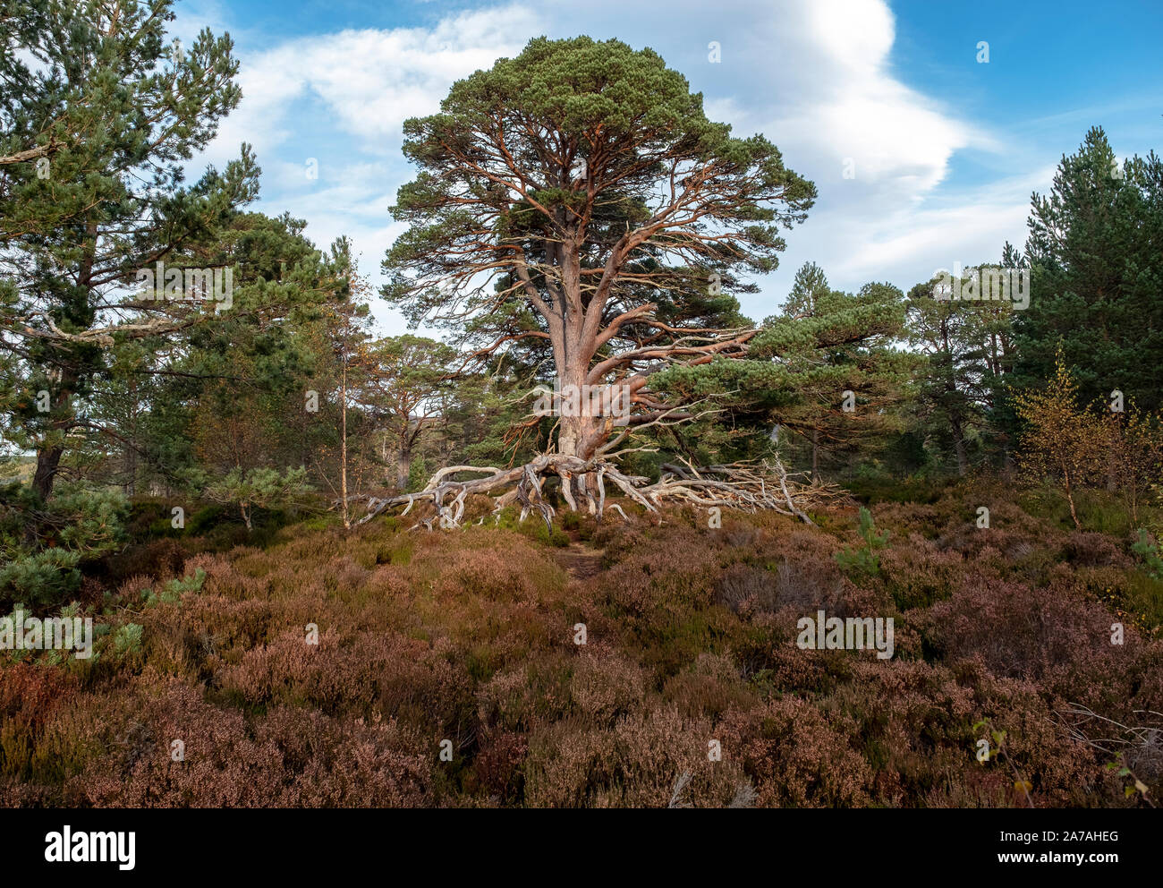 Pino escocés (Pinus sylvestris) en páramos de brezo en el Parque Nacional Cairngorms, Badenoch y Strathspey, Escocia, Reino Unido Foto de stock