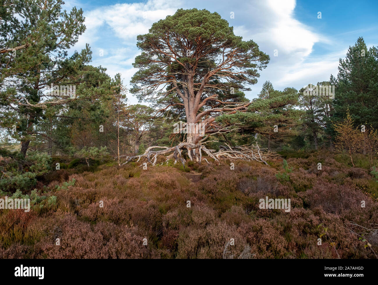 Árbol de pino (Pinus sylvestris) en Páramos de brezo en el Parque Nacional de Cairngorms, Badenoch y Strathspey, Scotland, Reino Unido Foto de stock
