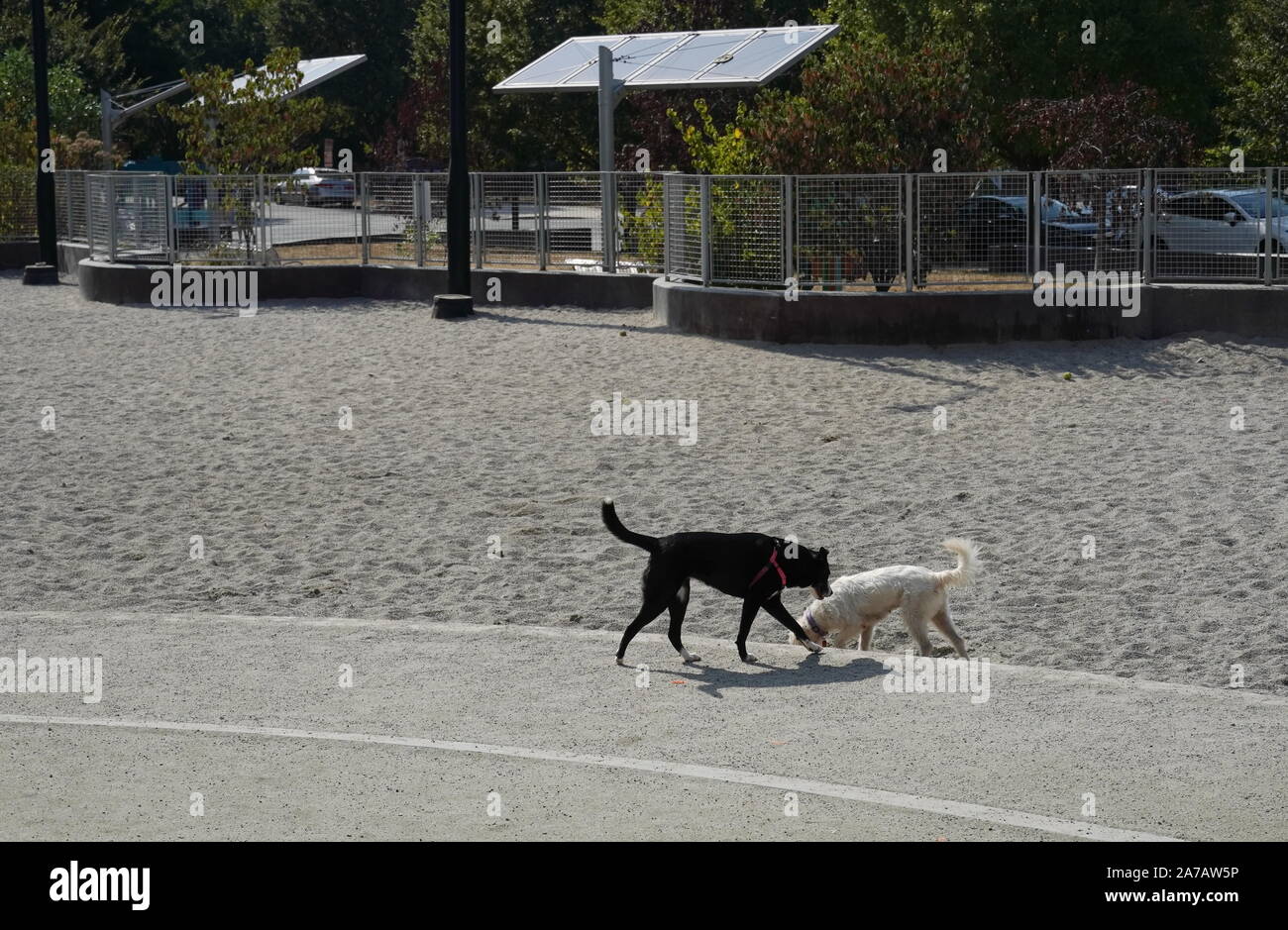 Arlington, Virginia, EE.UU. / - 22 de septiembre de 2019: blanco y negro perros jugando alrededor y socializar en un parque de perro urbano Foto de stock