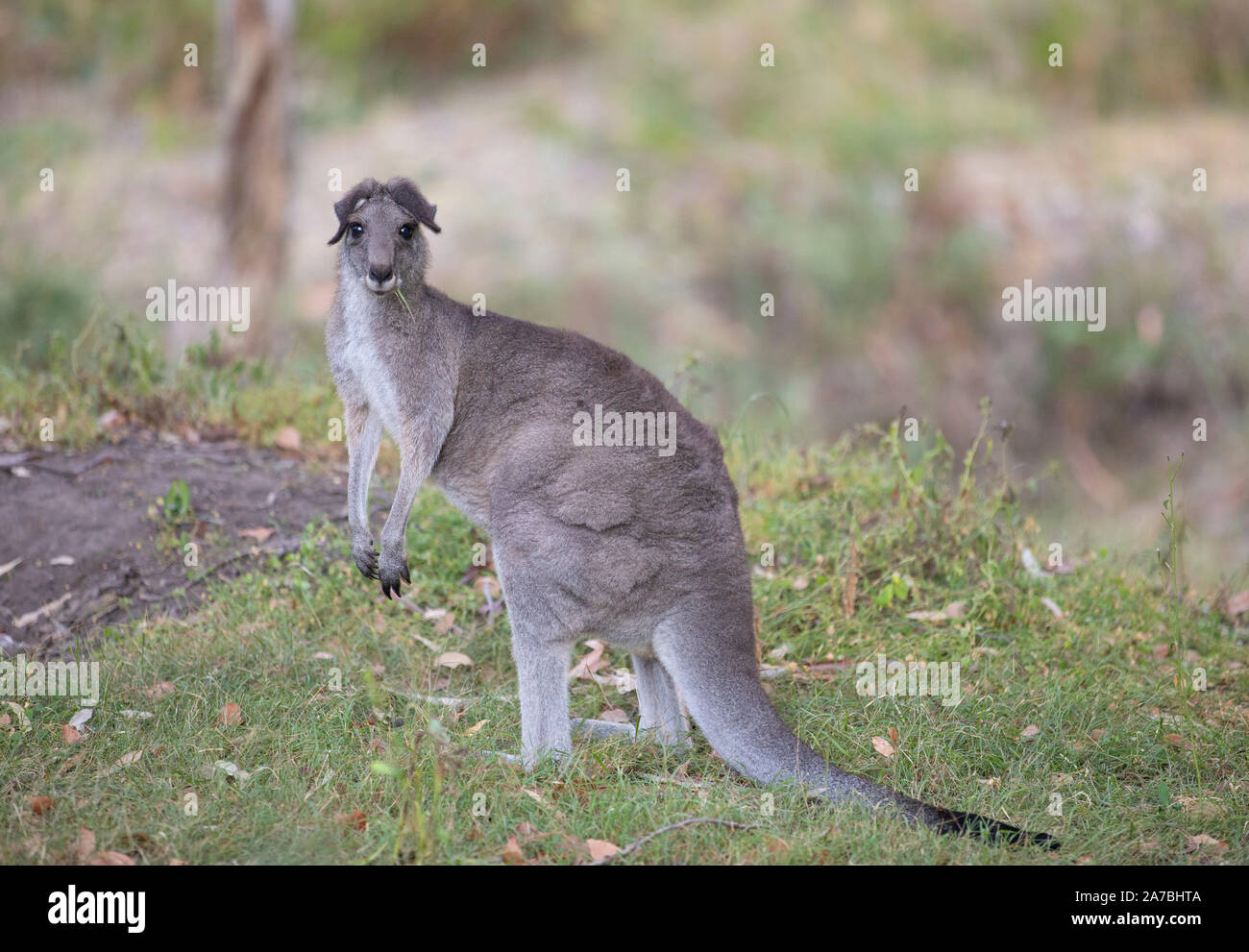 El canguro gris oriental (Macropus giganteus) con orejas, inusual Capertee Valley, Australia Foto de stock