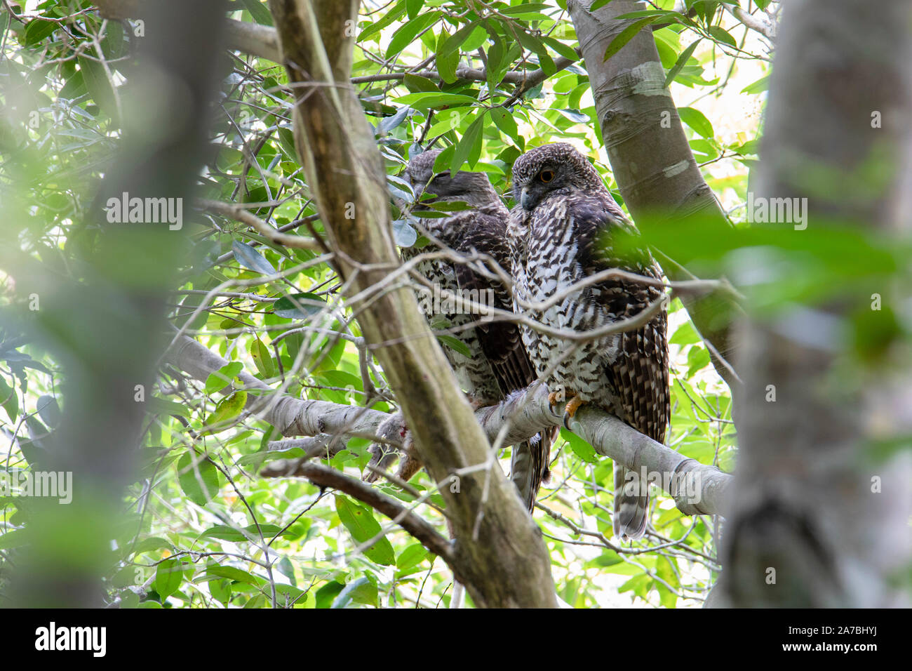 Par de búhos (Ninox strenua potente) posados en una selva tropical gully, Australia Foto de stock