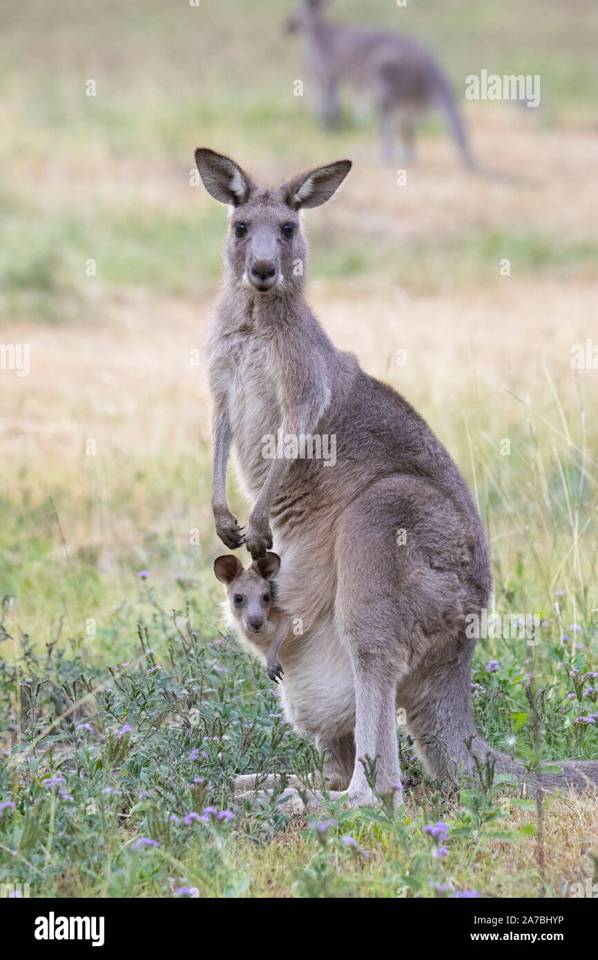 El canguro gris oriental (Macropus giganteus) madre con bebé joey en bolsa, Capertee Valley, Australia Foto de stock