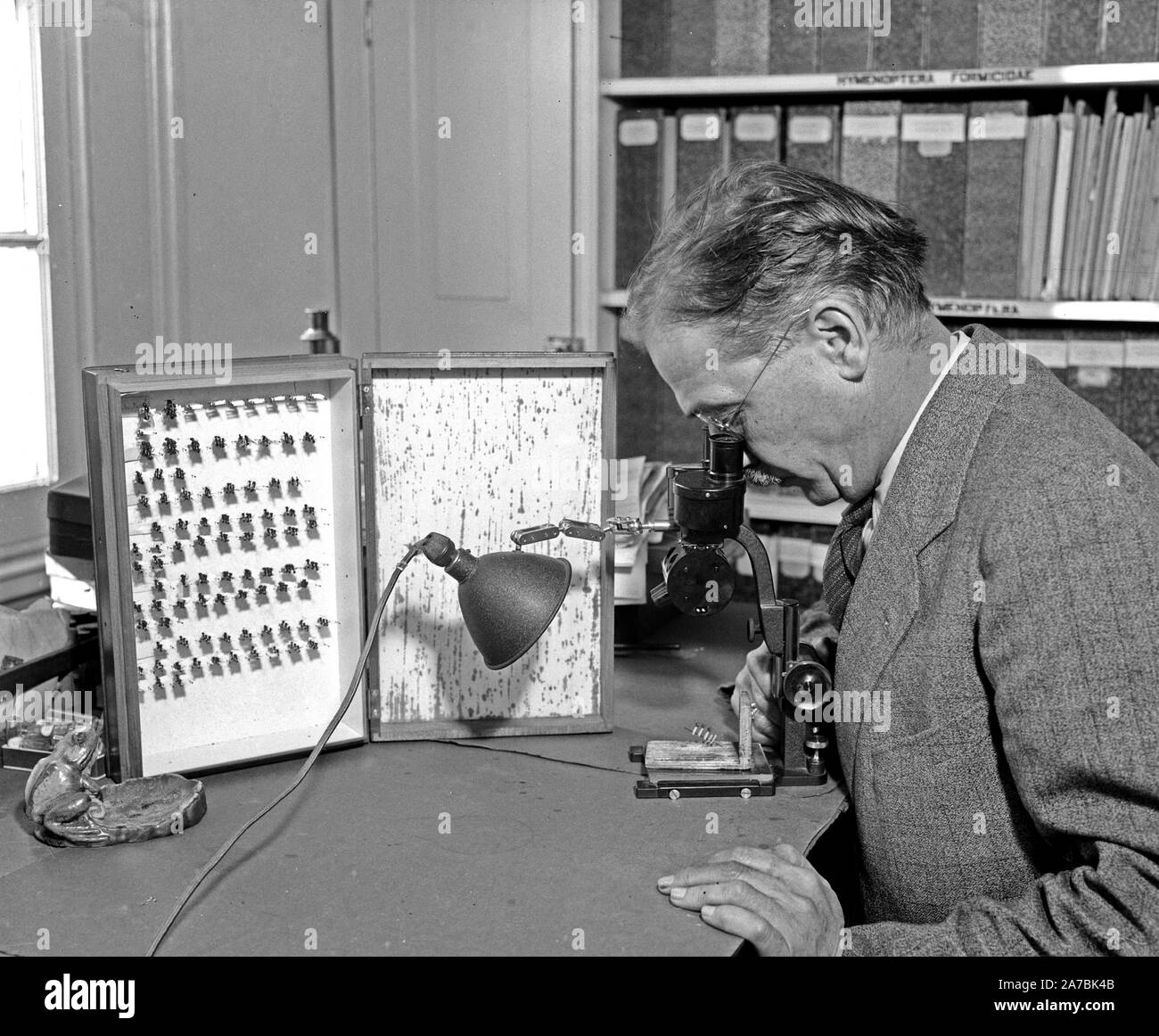 Hombre con la colección de insectos mirando a través de un microscopio en uno de sus especímenes ca. 1936 Foto de stock