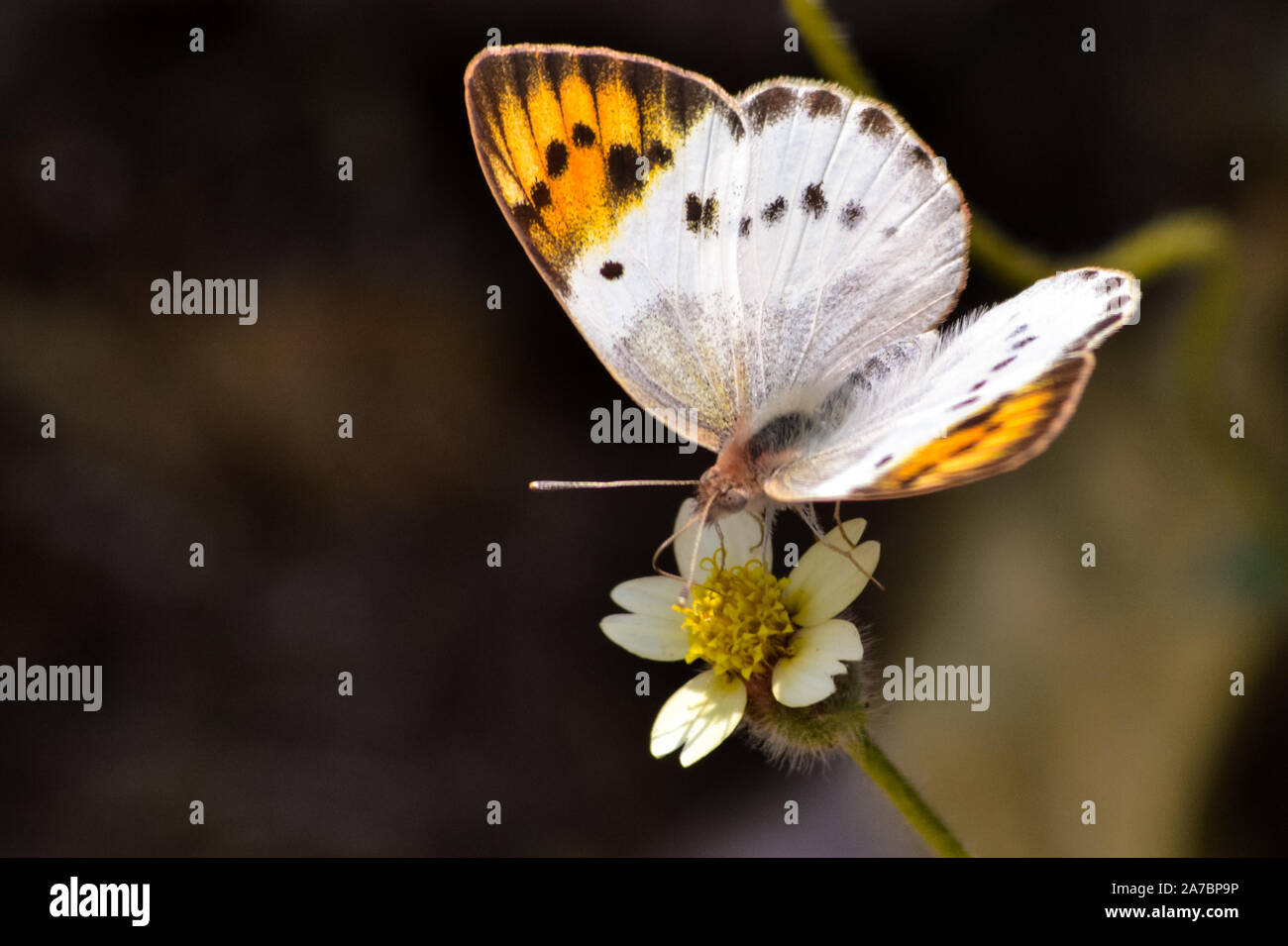 Mariposa sobre una pequeña flor blanca Foto de stock