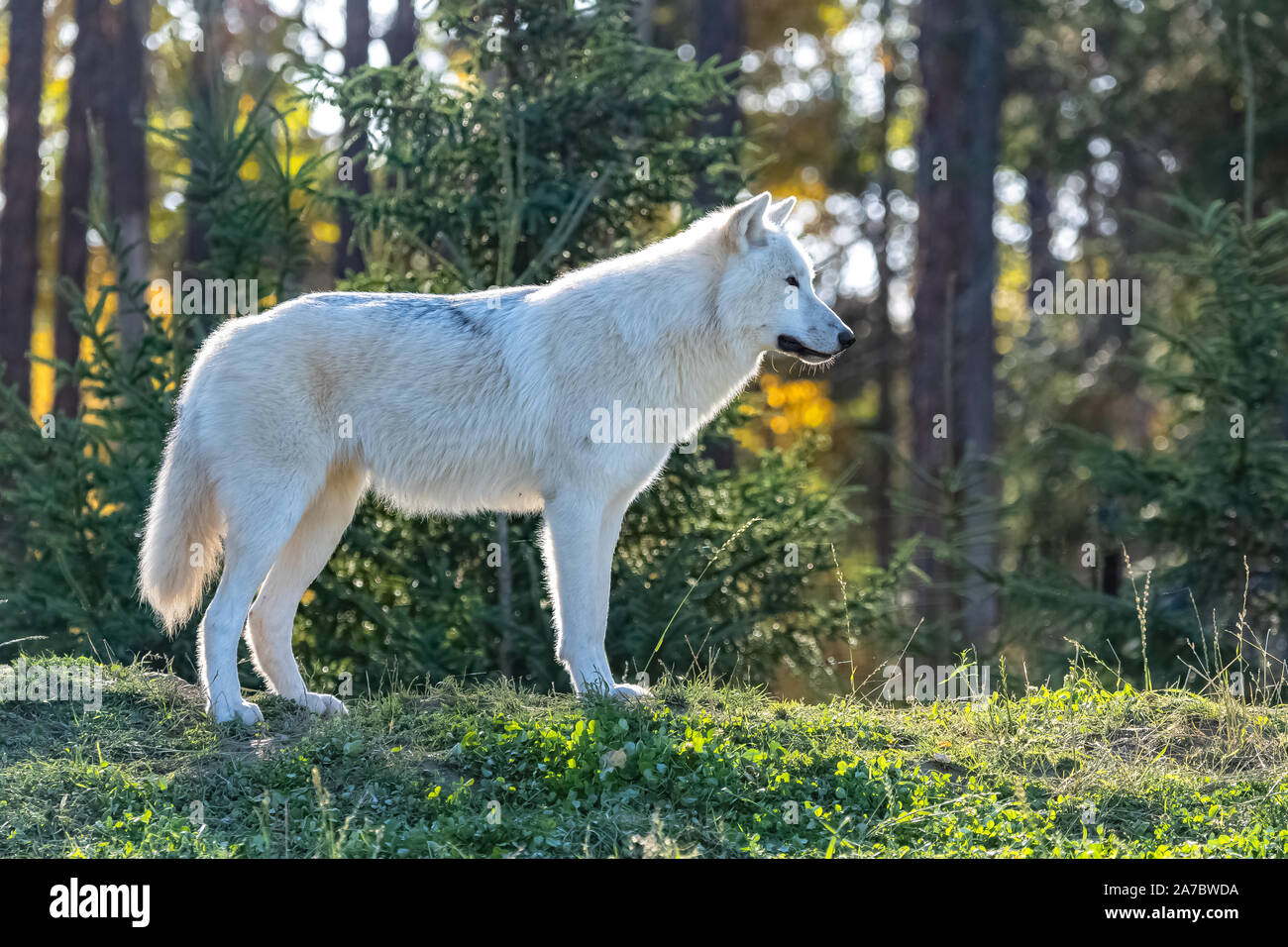 Lobo ártico, paquete de lobos blancos de pie en el bosque en Canadá  Fotografía de stock - Alamy