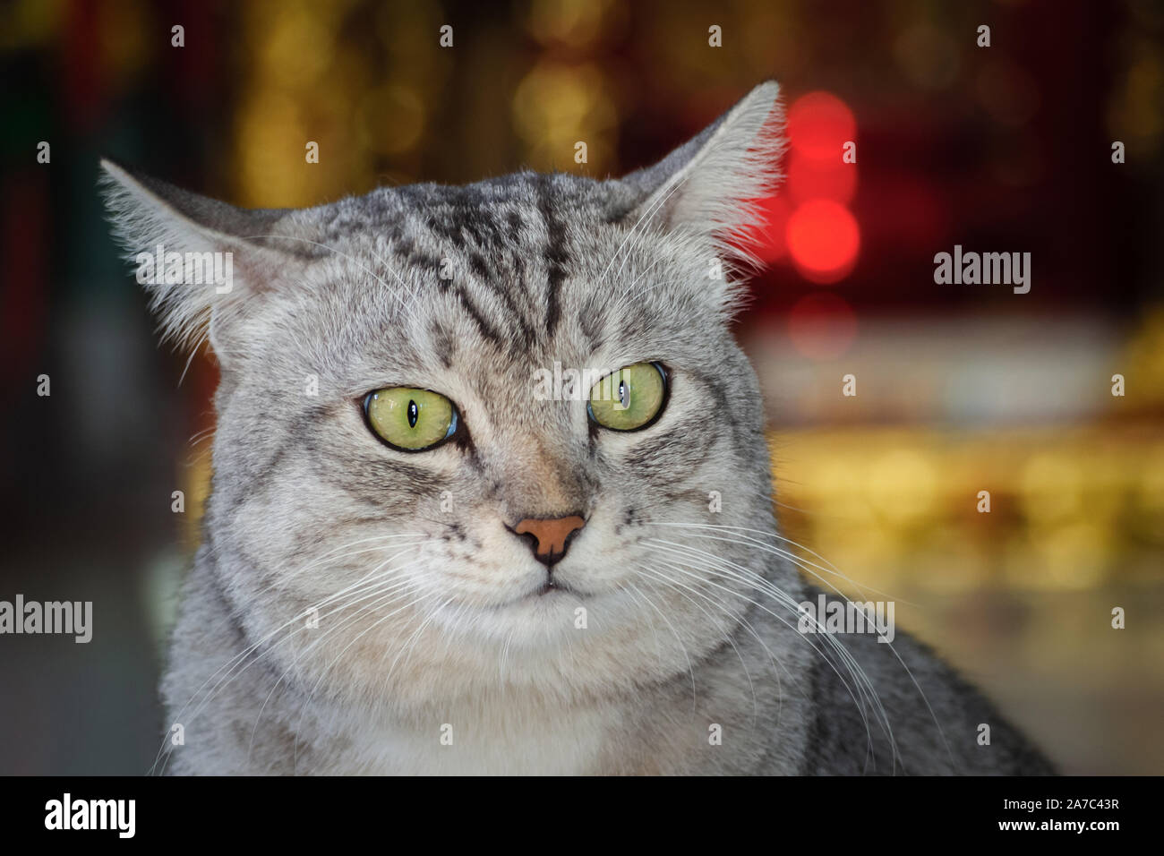 Retrato del joven American Shorthair gracioso gato con sus oídos en bokeh de fondo. animal concepto de acción. Foto de stock