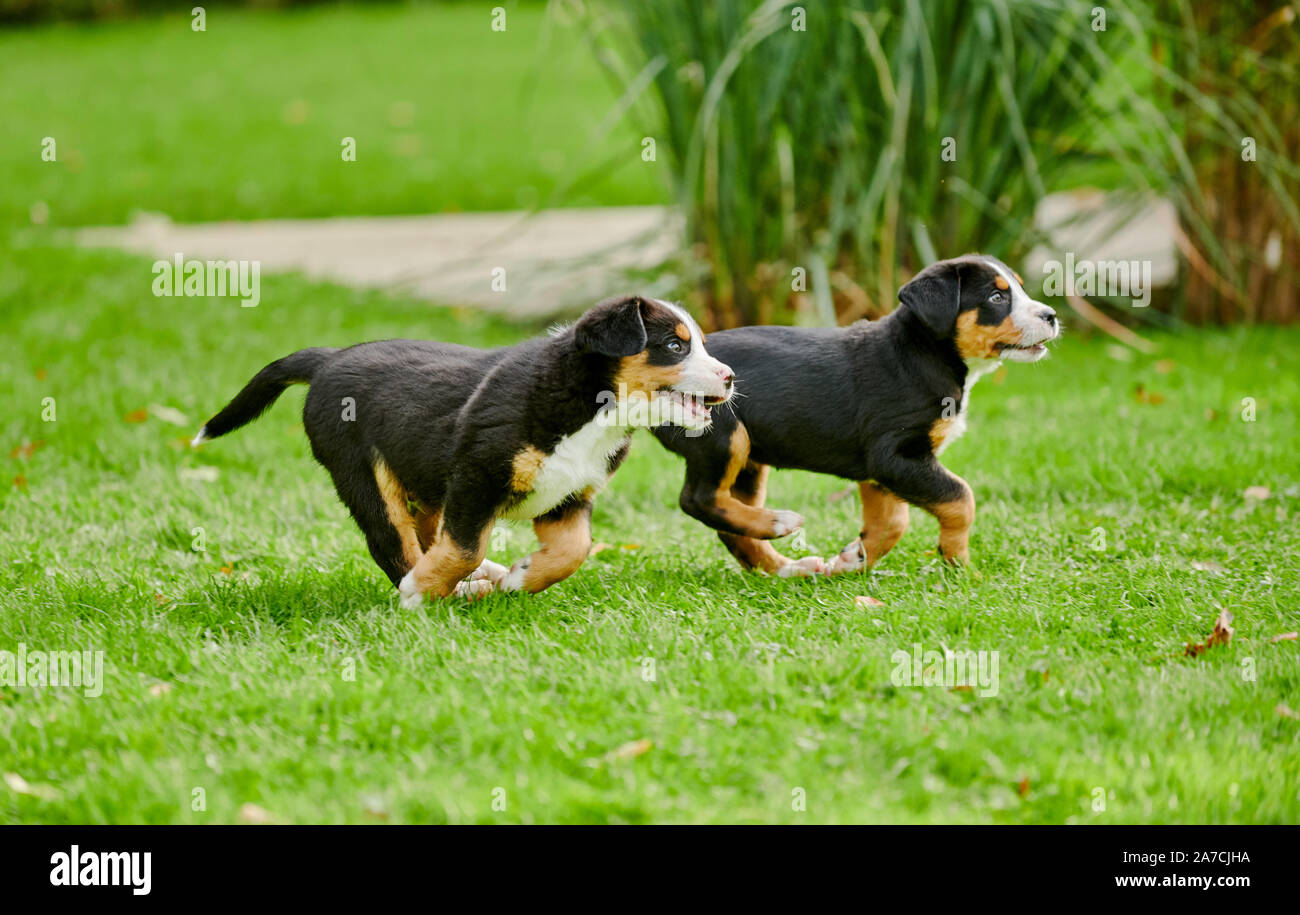 Dos cachorros de Gran Boyero Suizo Foto de stock