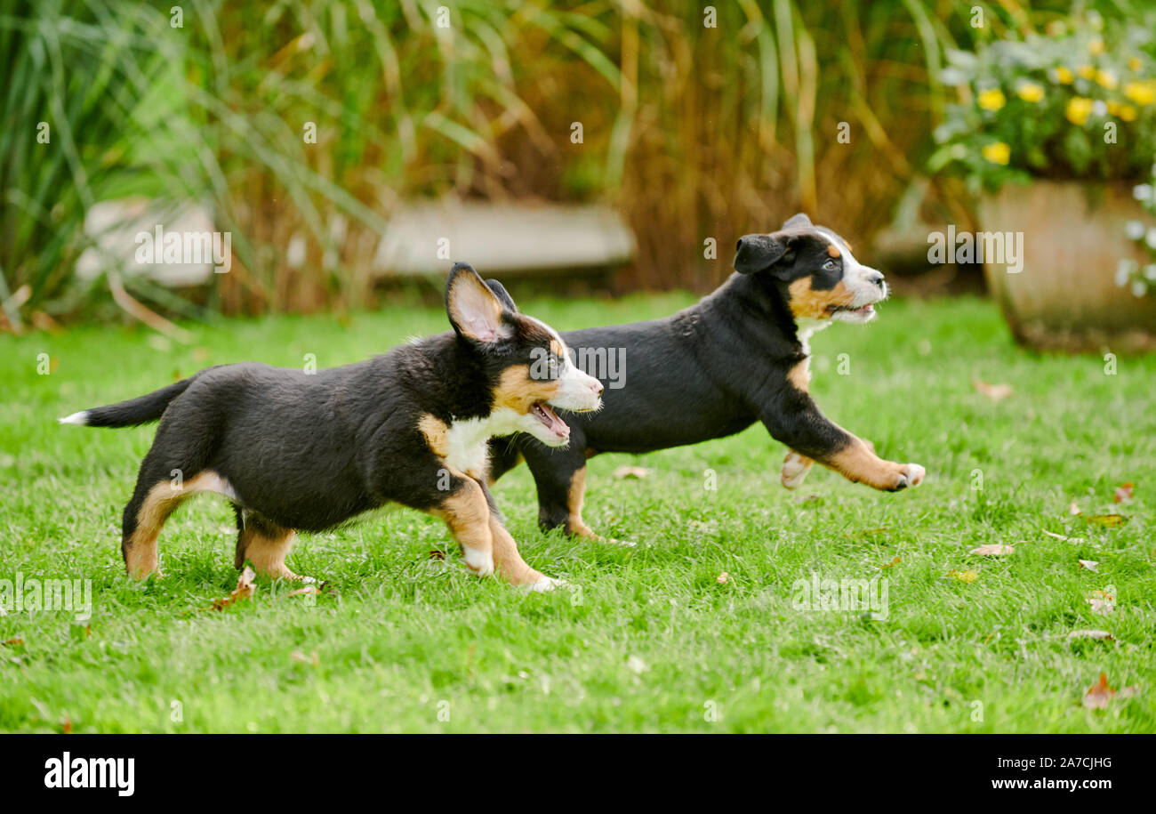 Dos cachorros de Gran Boyero Suizo Foto de stock