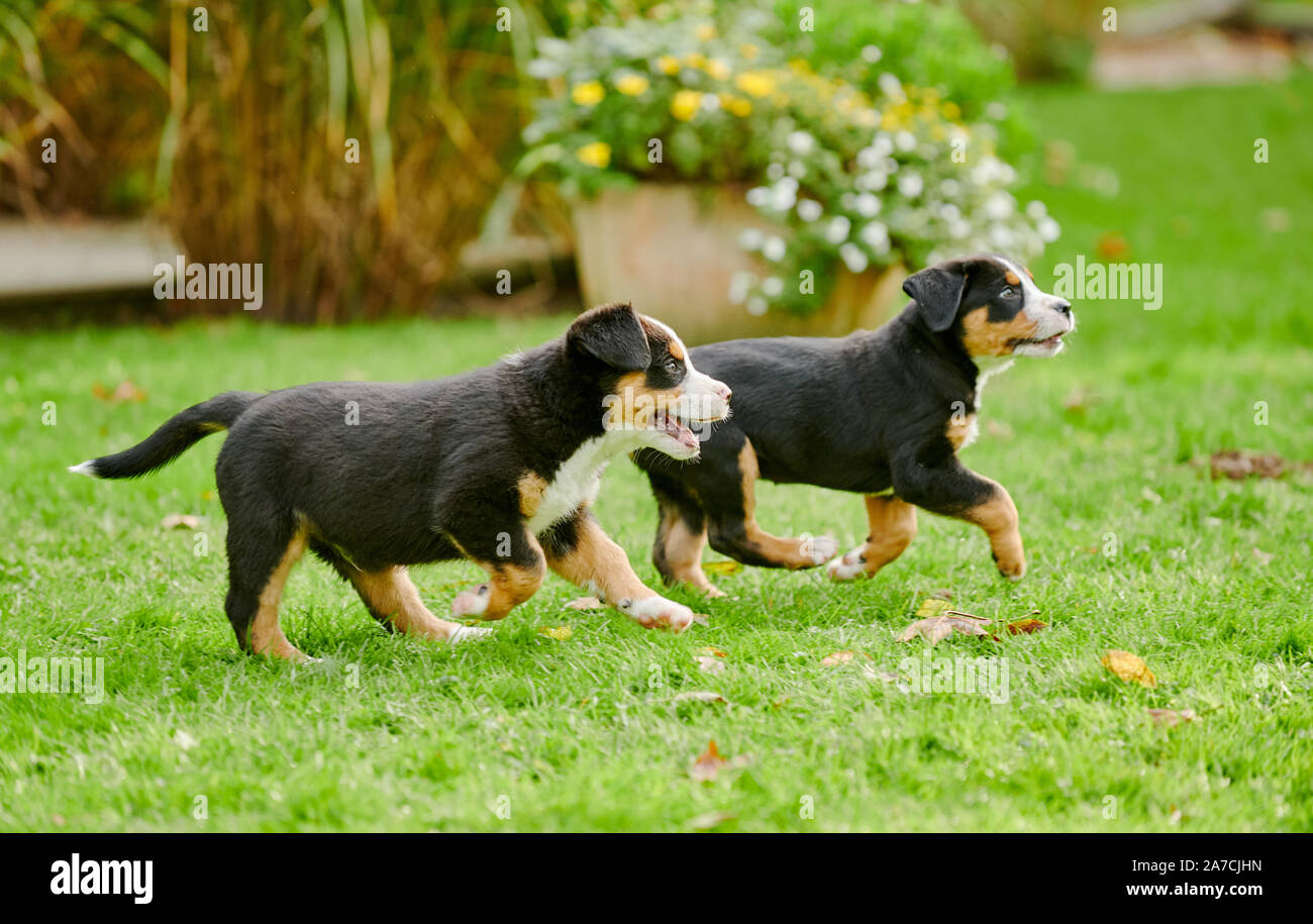 Dos cachorros de Gran Boyero Suizo Foto de stock