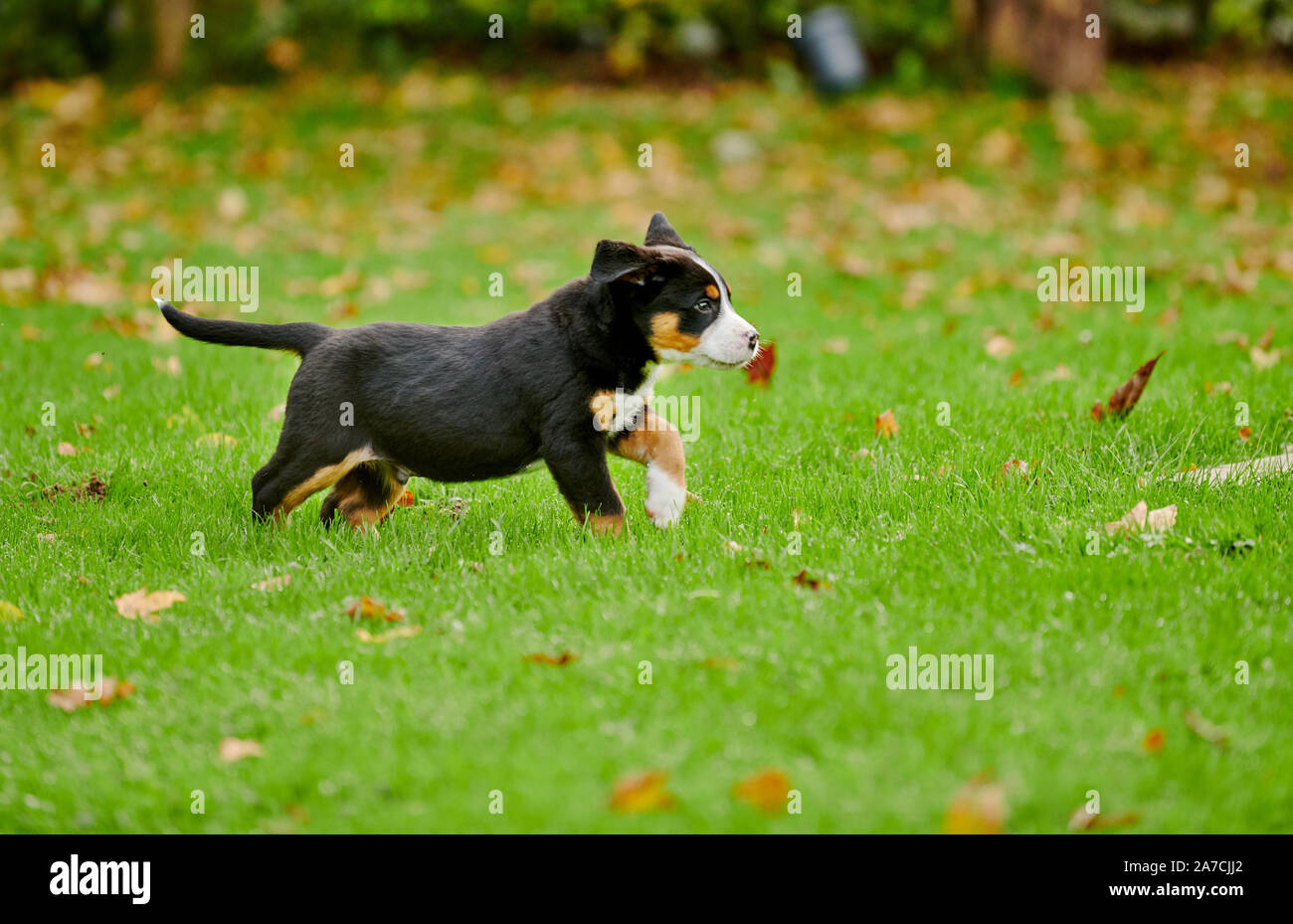 Eines Welpe rennender Grosser Schweizer Appenzell |ejecuta mayor cachorro de Perro de montaña suizo. Foto de stock