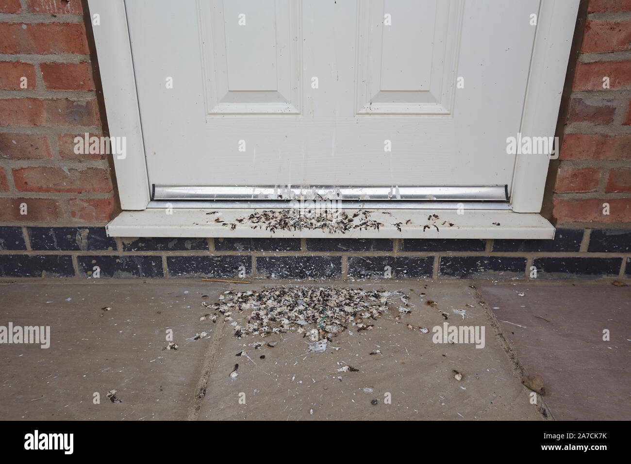 Excrementos de aves en la puerta delantera, Inglaterra, Reino Unido. Foto de stock