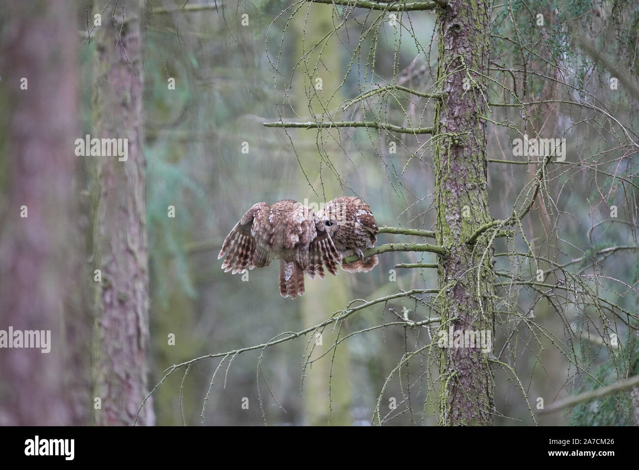 Strix aluco cárabo, alimentando chick owlet en sucursales Foto de stock