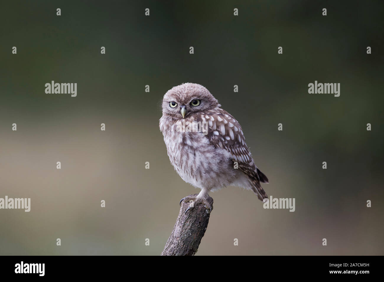 Pequena Owl owlet, Athene noctua en una percha después de sólo fleding desde el nido. Foto de stock