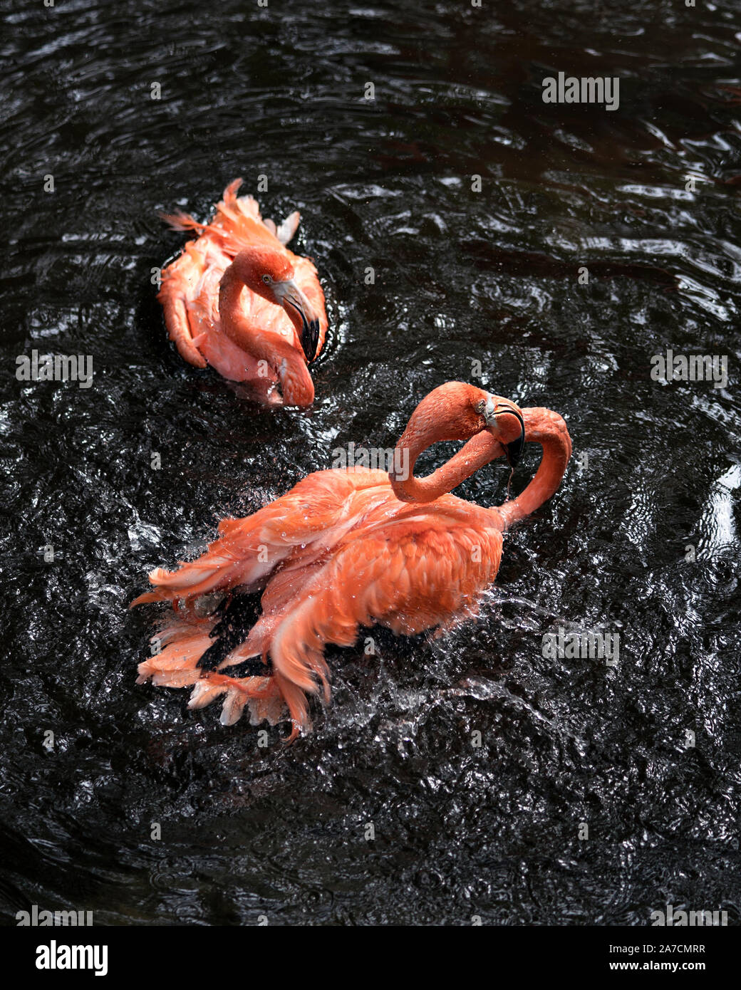 Flamingo pareja de aves en el agua interactuando, una vista cercana y mostrando su hermoso cuerpo, cabeza, ojos, pico, en su medio ambiente y sus alrededores w Foto de stock