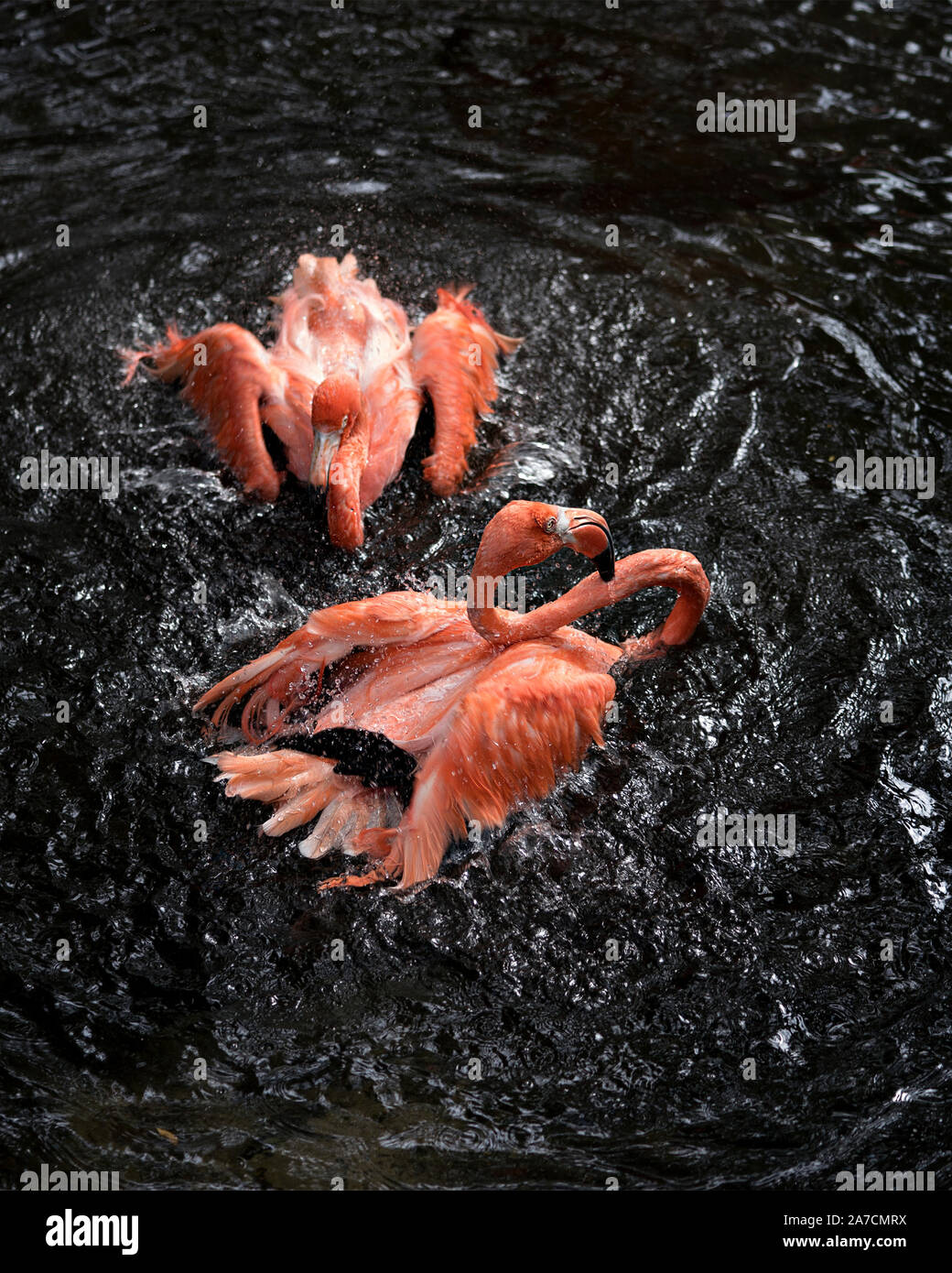 Flamingo pareja de aves en el agua interactuando, una vista cercana y mostrando su hermoso cuerpo, cabeza, ojos, pico, en su medio ambiente y sus alrededores w Foto de stock