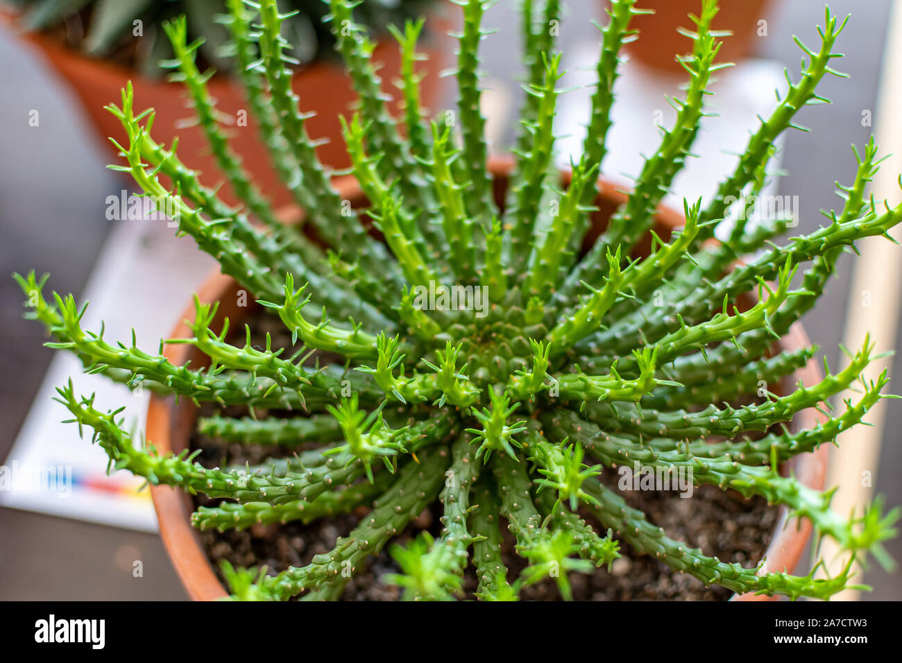 Hermosas plantas suculentas y cactus con flores únicas en primer plano y  macro Fotografía de stock - Alamy