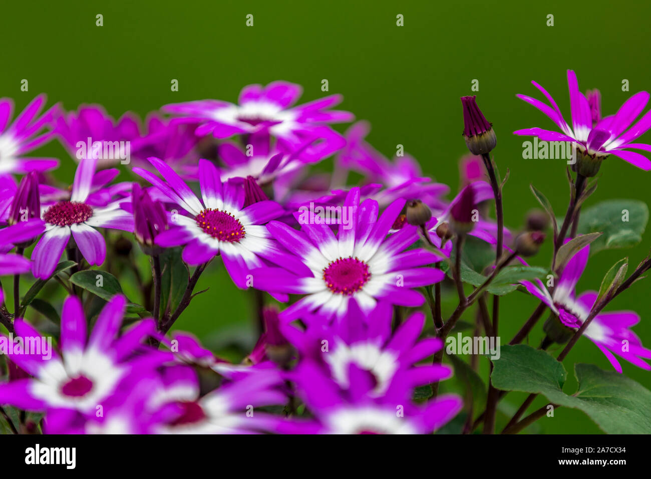 Senecio Senetti púrpura flor Margarita con fondo verde hermosa flora bloom Foto de stock