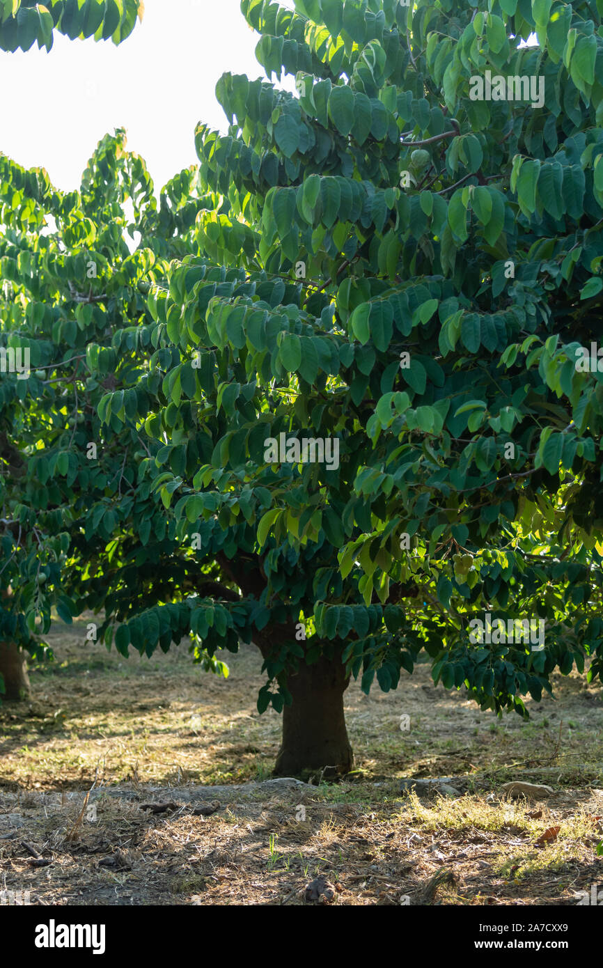 árbol de chirimoya fotografías e imágenes de alta resolución - Alamy