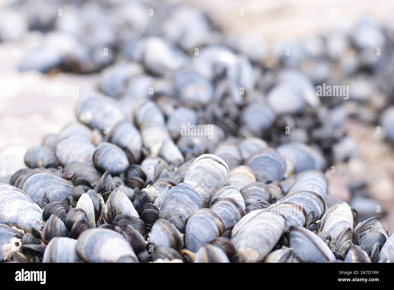Percebes adjuntas a las rocas en la playa Foto de stock