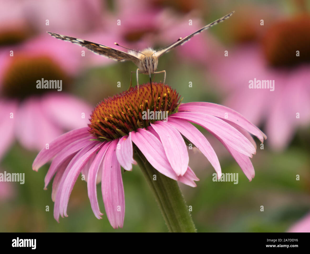 Close-up de un Painted Lady (Vanessa cardui) en la flor de una coneflower Foto de stock