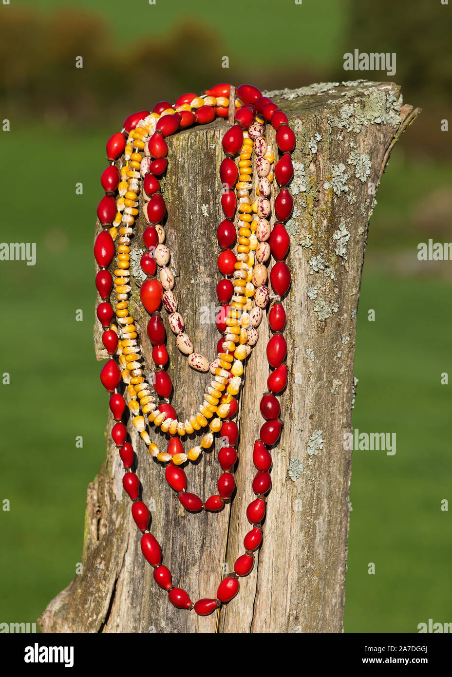 Collares artesanales de semillas coloridas y bayas colgando sobre la valla  de madera vieja Fotografía de stock - Alamy