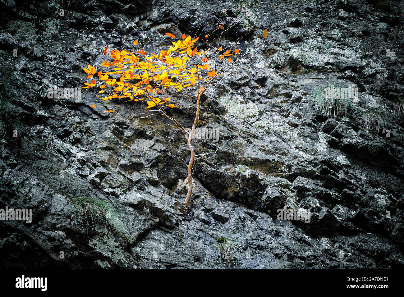 Árbol con hojas de naranja crece sobre una piedra pendiente de un acantilado. El concepto de la superación de las dificultades y la sobrevivencia en condiciones difíciles. Foto de stock