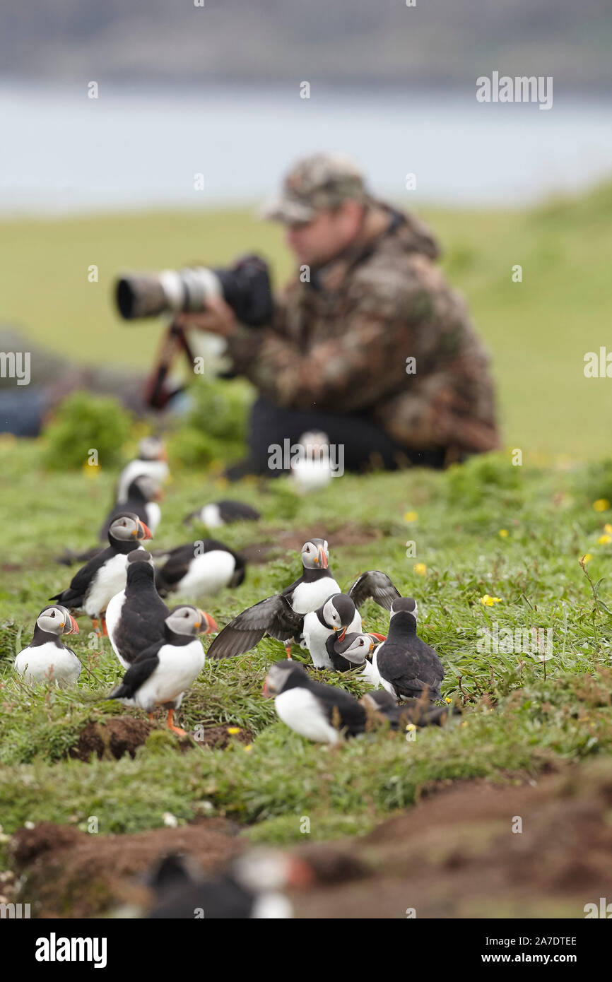 Wildlife Photographer fotografiando frailecillos, Fratercula arctica, Lunga, Islas Treshnish, Inner Hebrides, Scotland, Reino Unido Foto de stock