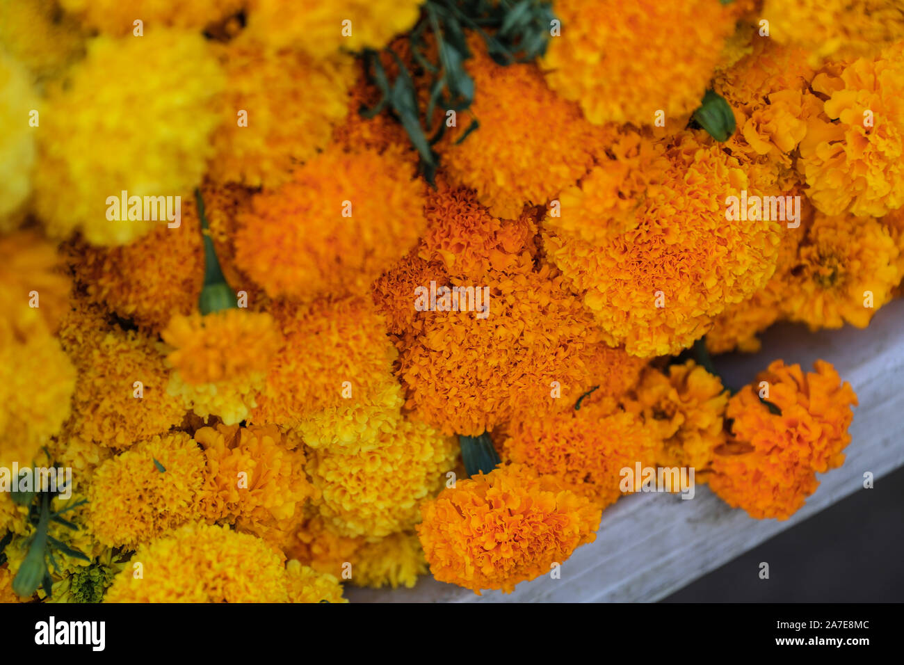 Venta de flores de clavel amarillo, antes del día de los muertos en el