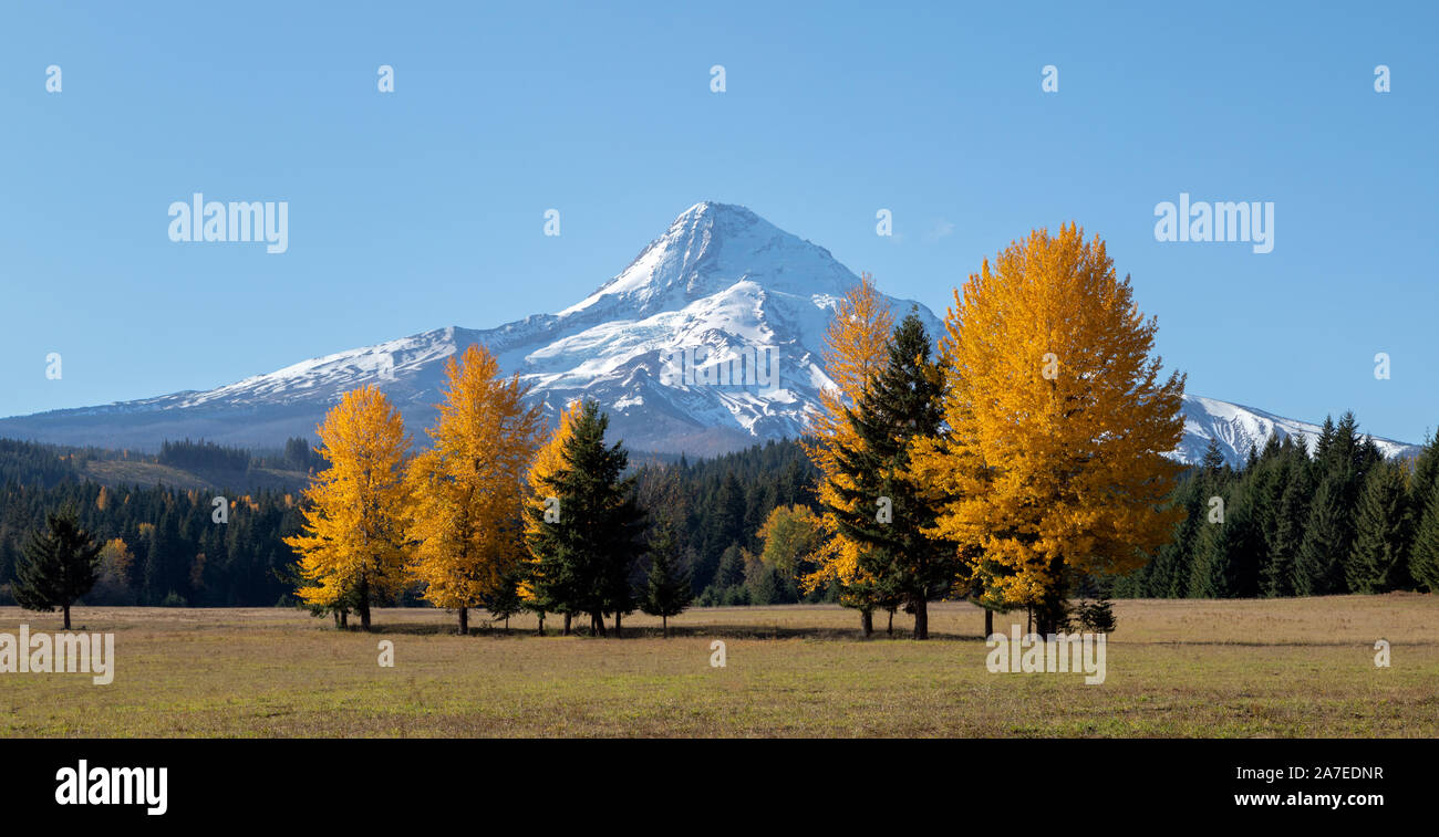 Mt cubierta con árboles de color amarillo brillante en el primer plano en el otoño en Oregón, EE.UU. Foto de stock