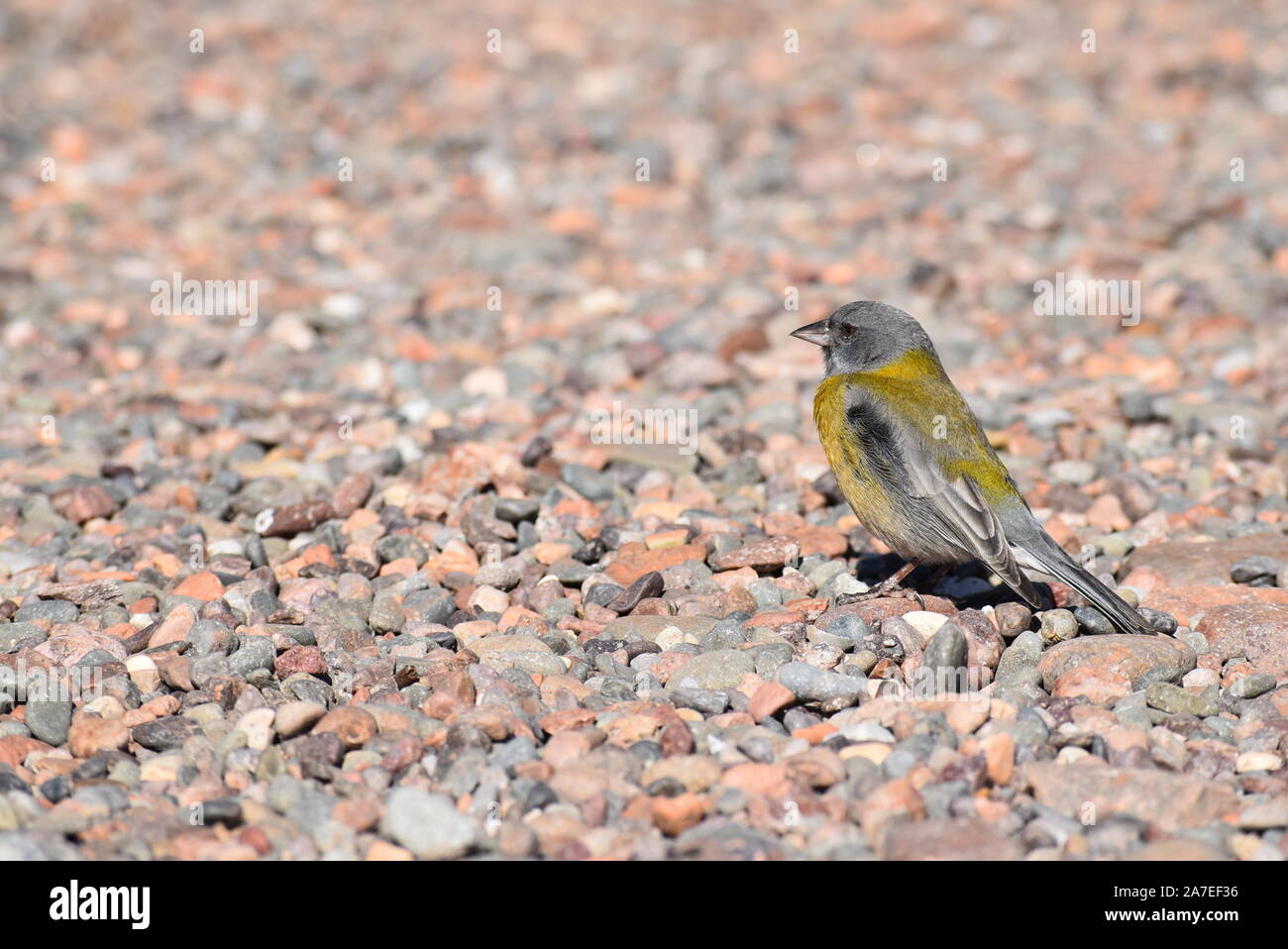 Little Yellow Bird en la carretera Foto de stock