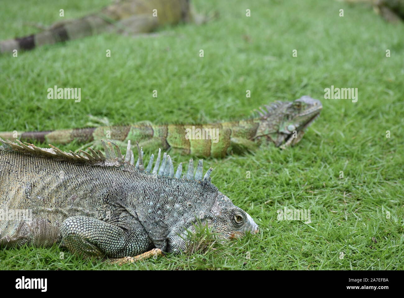 Iguana, en el parque de las iguanas en Guayaquil, Ecuador Foto de stock