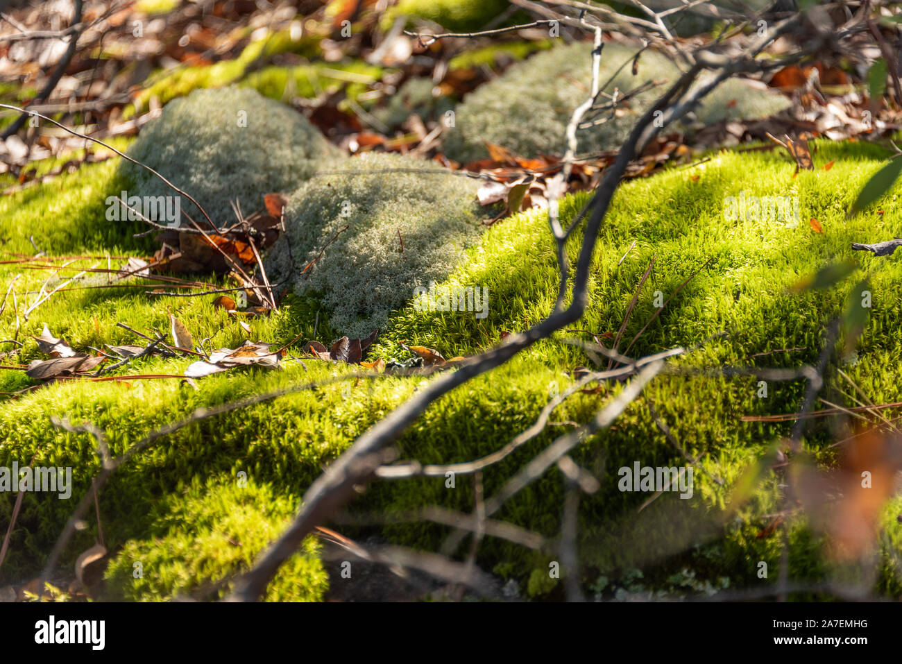 Musgo verde tierra cubierta soleada en Panola Mountain State Park, en la zona de patrimonio nacional de la montaña de Arabia cerca de Atlanta, Georgia. (Ee.Uu.) Foto de stock