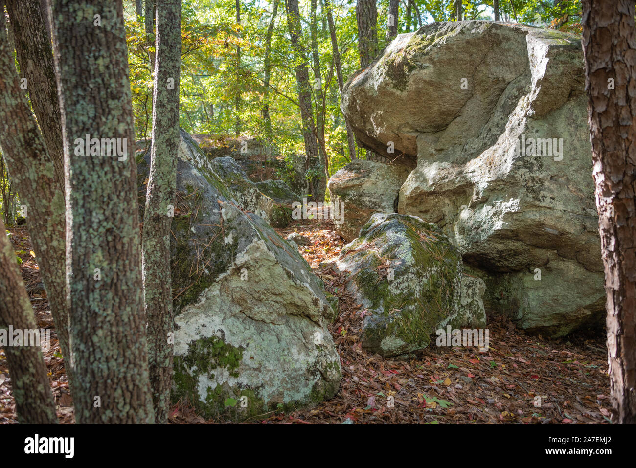 Rocas forestales en Panola Mountain State Park cerca de Atlanta, Georgia. (Ee.Uu.) Foto de stock