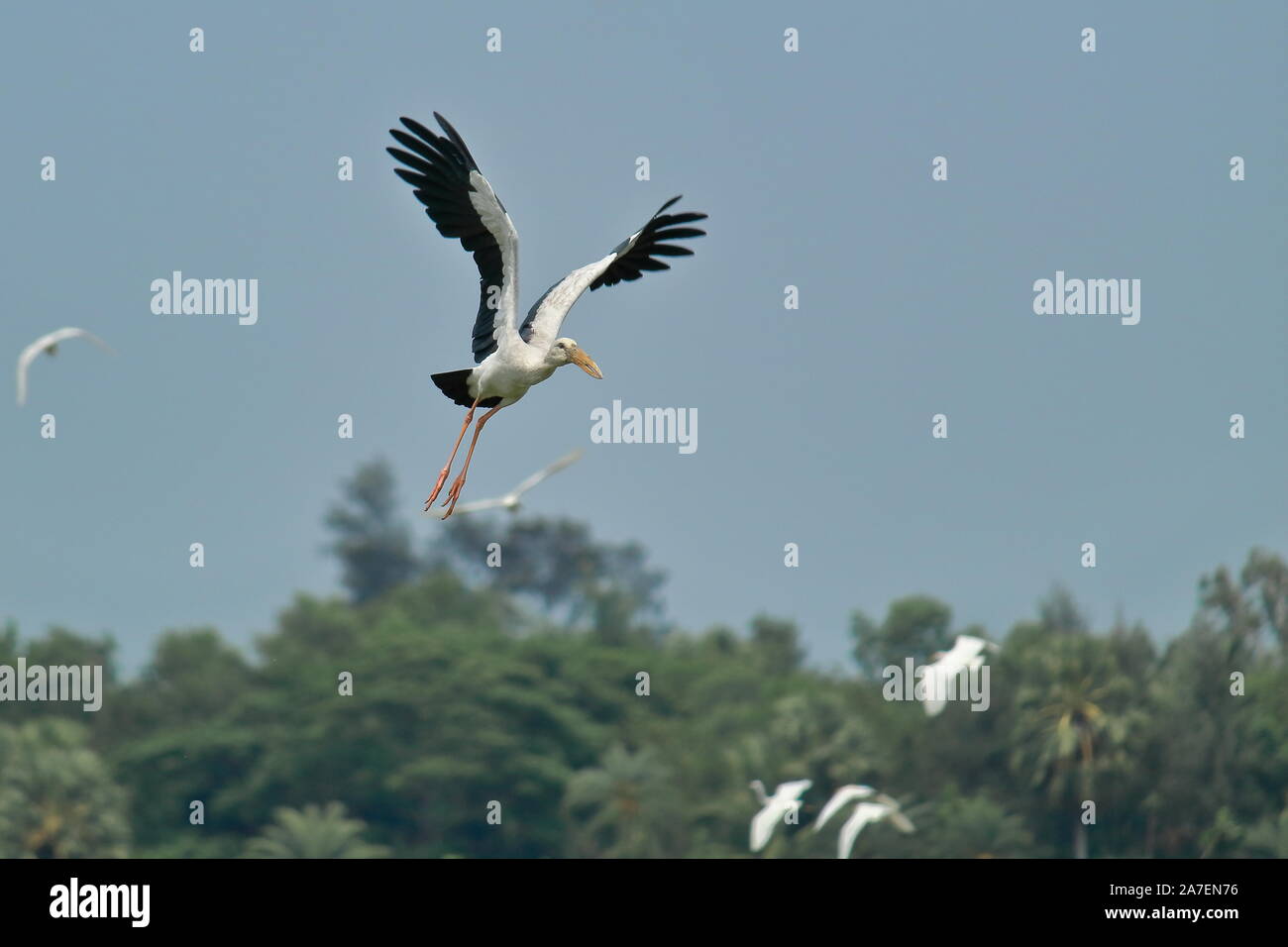 Un openbill stork (Anastomus oscitans) está volando sobre el bosque en la región del delta de Sundarbans, en Bengala Occidental en la India Foto de stock